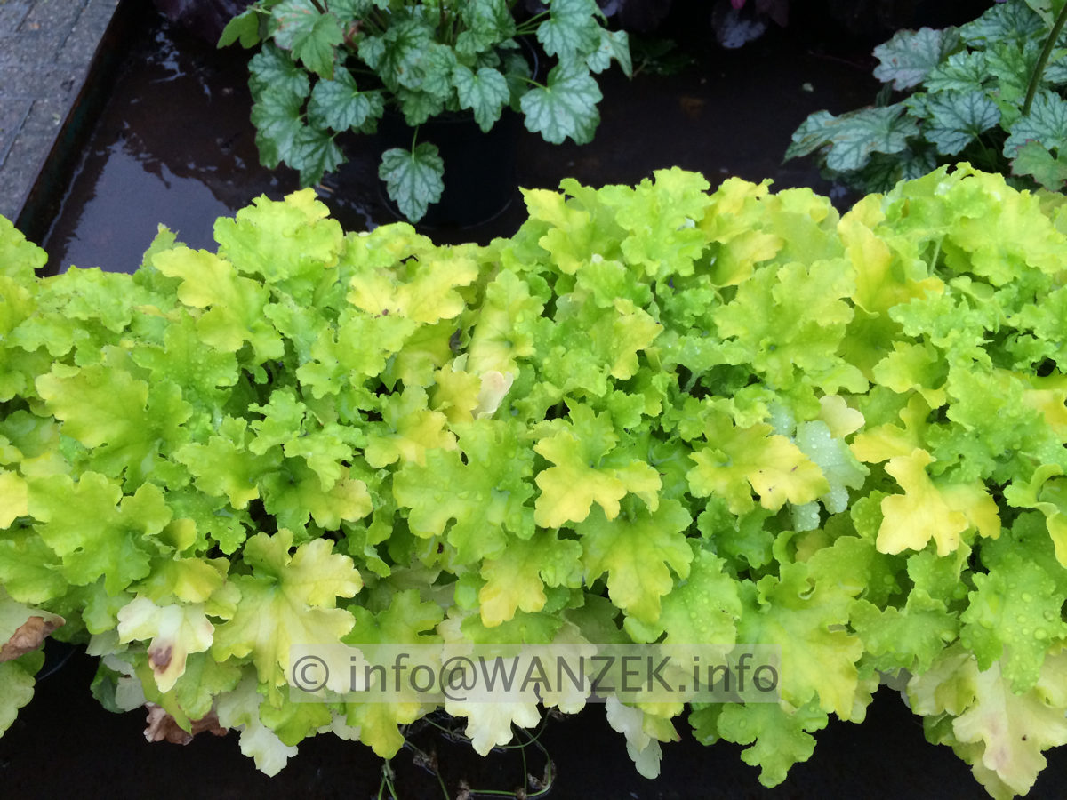 Heuchera Hybride Lime Marmalade 50cm - Bluete 5-7.JPG